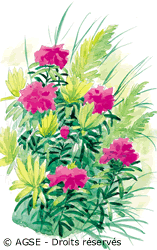 bouquet-fleurs
