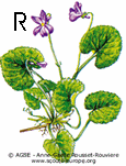 violette