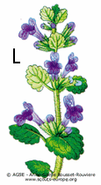 lierre