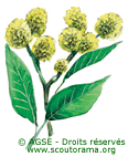 saule saule