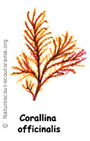 Corallina