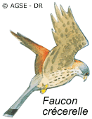 faucon crécerelle