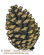 pomme de pin pomme de pin
