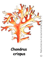 Chondrus crispus