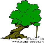 un arbre tordu un arbre tordu