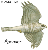 épervier