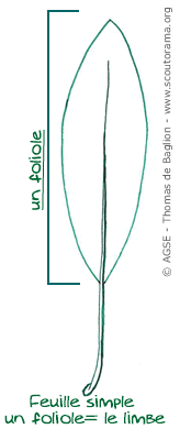 feuille-simple feuille-simple