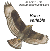 buse variable