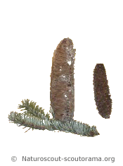Fruit du sapin