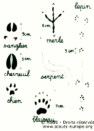 traces-animaux3 traces-animaux3
