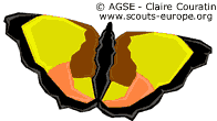 Les yeux des animaux - le papillon Les yeux des animaux - le papillon