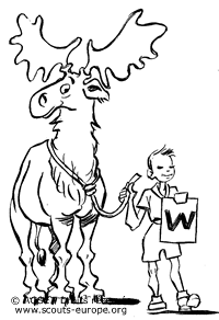 wapiti wapiti