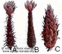 pommes-de-pin pommes-de-pin