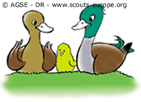 canards