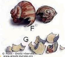 coquilles-escargot coquilles-escargot