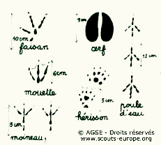 traces-animaux2 traces-animaux2