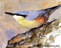 chant oiseau chant oiseau
