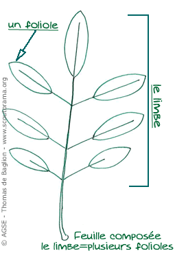 Feuille Simple Et Composée