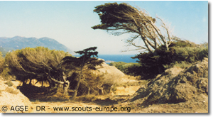 des arbres tourmentés des arbres tourmentés