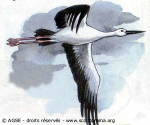 vol oiseau vol oiseau
