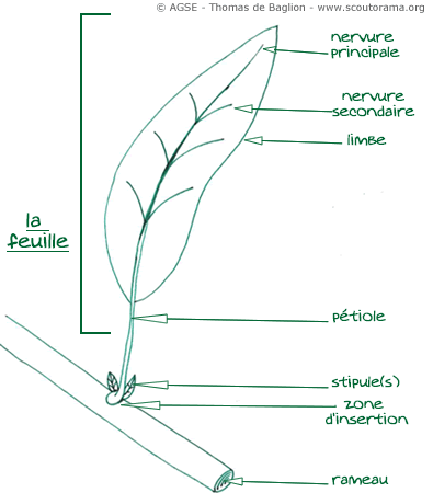 Le fonctionnement d'une feuille d'arbre en détails - La Salamandre