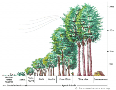 l'etagement de la foret l'etagement de la foret