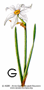 narcisse-des-bois