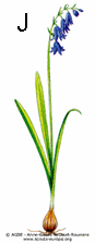 jacinthedesbois